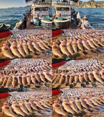 ♥붉바리들 이정도는 잡아봐야지요 대박 붉바리조황입니다[2026년09월24일] ※ 추석 명철 조사님들 잘보내시길 바랍니다 ◎ 해마루호가 뜨는이유? 조황때문이죠 ◎ 핵심포인트: 바로진입.. 바로히트.. ◎ 차원이 다른 조황으로 모십니다 ▣ 요즘 붉바리낚시가 대세입니다 사진