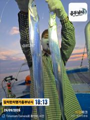실시간대박 갈치터지다.겁나 올라옵니다 추석연휴 계속 출항 사진