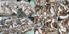 9월24일 홍원항 바로호 쭈꾸미 갑오징어 대박조황 입니다. 사진