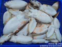 뉴대호피싱 9월24일 쭈꾸미조황입니다!!