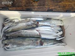 갈치찿아 삼만리 사진