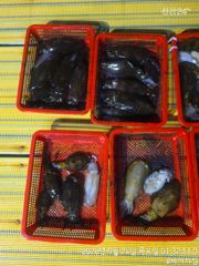 23일 팁런 최대중량 800g 무시다수~