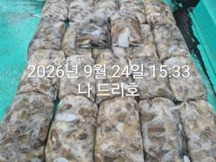 24일, 군산주꾸미 ~싸이즈 좋아요~갑이는 덤~2~3망탱이 굿굿조황~군산낚시프라자 나드리호 사진
