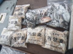 오천 거양호 9월 24일 쭈갑조황입니다 사진