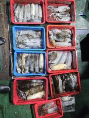 [경주] 씨알 굿 야간 무늬오징어 조과(금,토,일,월~모집) 사진