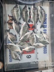 [통영] (09/25) 통영 선외기 흘림찌낚시 감성돔 실시간 영상 사진
