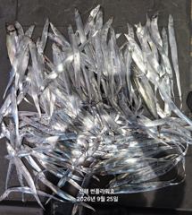 [진해] 25일,입항<내만갈치>씨알,마릿수 끝장내러go~토,일~예약중 사진