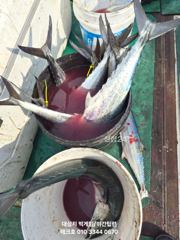 [경주] 25/금-괴물대삼치 타작//야간팁런 굿~오후/토,일,월~(모집) 사진