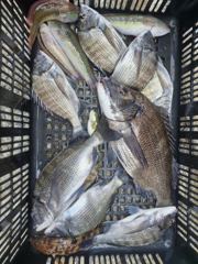 [사천] 흘림찌낚시 가실분 3자리여유 연락주세요 사진