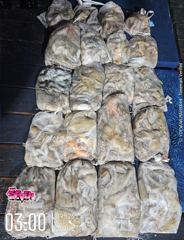 ◆ 커지고 있는 문어 사이즈 ◆ 군산 뉴세븐호 9월 24일 야간문어 조황