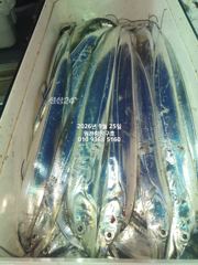 [마산] 내만갈치)씨알좋고 마릿수 좋고 추석날 복날이네요~!!에약가능