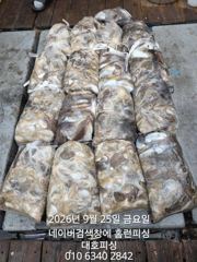 군산 대호피싱 25일 쭈꾸미 15분의 대박조항 입니다
