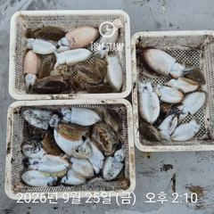 [사천] 갑오징어 낚시만 사진