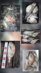 [거제] 거제어구수성호 감성돔 참돔 등 금일조황 사진