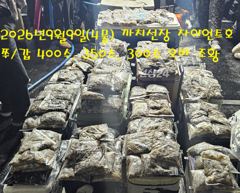 2026년9월1일~25일 까치선장 자이언트호 전체 조황 사진 (한눈에 보기)