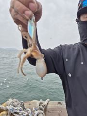 9월25일 쭈꾸미 갑오징어 조황 사진