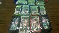 2026년 09월 25일 금요일 내만 갈치 조황