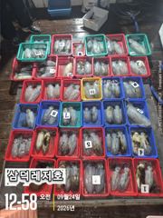 [팁런]k,k,.무시급들,원도권,집중출조(토,일,출항확정 예약중)