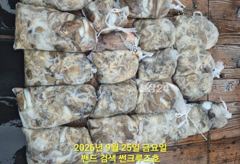 25일 군산썬크루즈호 가족단위 초보자들의 쭈꾸미 낚시 조황입니다 사진