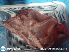 [포항] 돌문어 대박 토요일 오후5시 출조모집 사진