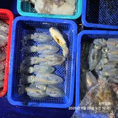 [거제] (내만 팁런)무늬 마릿수 폭팔~1.8K 갑이까지 스마일호(28일…