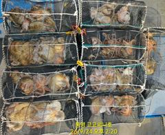 (팁런)무늬 초~대박 33수30수35수 쫙~깔고 고고써니호(오늘예약)