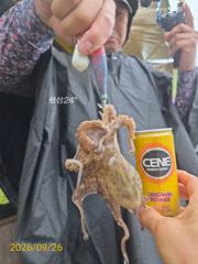 [사천] 다래호 왕쭈꾸미 우당탕탕탕 쫙 쫙 달라붙습니다 즐낚하러오세요 월…