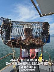 통영 금정호 내일 문어선상 정상출항합니다 자리여유있습니다