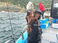 26일, 군산문어 오늘도 나오고 있어요~실시간~군산낚시프라자 임마누엘호