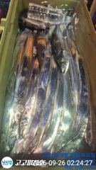 내만갈치 씨알들로 느나느나 ~오늘예약가능