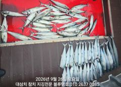 26/토, 오전ㅡ대삼치들, 고시들 우수수 조황!