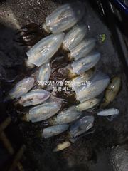 [통영] (무늬팁런)키로 키로급들이 수두룩 합니다~ 사진