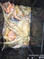 돌문어 )) 1200g,1000g 문어조황입니다@@내일 2자리@@ 사진