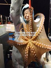 26일, 군산 문어,문어,문어, 오늘도 시작~덩치급 문어들~실시간~군산낚시프라자 챔피언호 사진