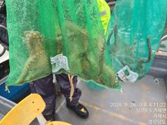 [거제] (선외기)감성돔 마릿수 성공 문어 무늬 공략가능~(28일 예약) 사진