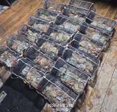 [진해] (문어)美친피딩 30수24수 마릿수 폭팔~강민호(27일 예약) 사진