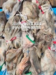 26일, 덩치급 군산문어~부쩍커진 문어들~군산낚시프라자 챔피언호