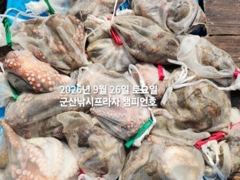26일, 덩치급 군산문어~부쩍커진 문어들~내일도 갑니다~군산낚시프라자 챔피언호
