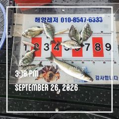 해양레저 흘림 감성돔 마리수 조황