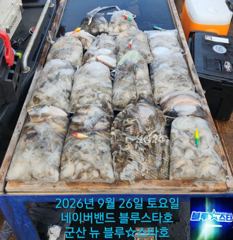 26시즌 9월 26일 군산 뉴 블루스타호 쭈꾸미 24일차 사리물때 마리수 기본 조황.