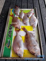 [통영] [곤리 풍화 궁항] 궁항레저 9월 25일 조황입니다!! 사진