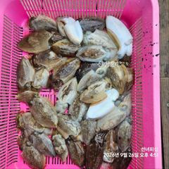 안면도 시간배 갑오징어 대박 조황 사진