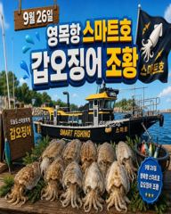 9월26일 영목항 스마트호 갑오징어 조황입니다. 사진