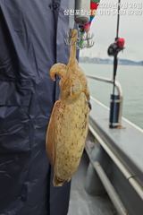 7시간전 [사천] 야간문어 실시가~오늘은 굵은녀석들이 쩍~쩍 달라붙네요