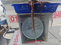 "돌문어" 2.2Kg1.6Kg1.3gK외KKK들 132수 팍~팍~ 개인17수15수13수13수12수12수등 팍~팍~