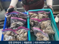9월24일 인천남항 테슬란호 주꾸미조황입니다~~^^