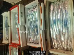 만쿨꾹꾹 만쿨입니다.먼바다왕갈치외줄16석. 오늘내일 쭉예약가능