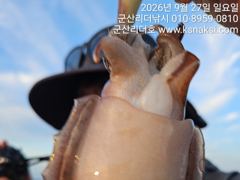 ⭐[군산리더호] 지금이 찬스! 28.29.30갑오징어출조 ⭐
