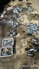 [거제] 내만무늬팁런 매일 “200수,250수” 장원 30수,28수 외 …