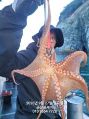 26일, 군산문어 덩치급문어들~계속이어지고있어요~실시간~군산낚시프라자 포세이돈호